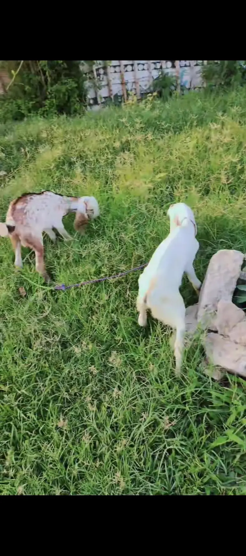 goats for sale — photo 4
