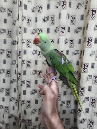 Raw parrot hand tame 03240045535