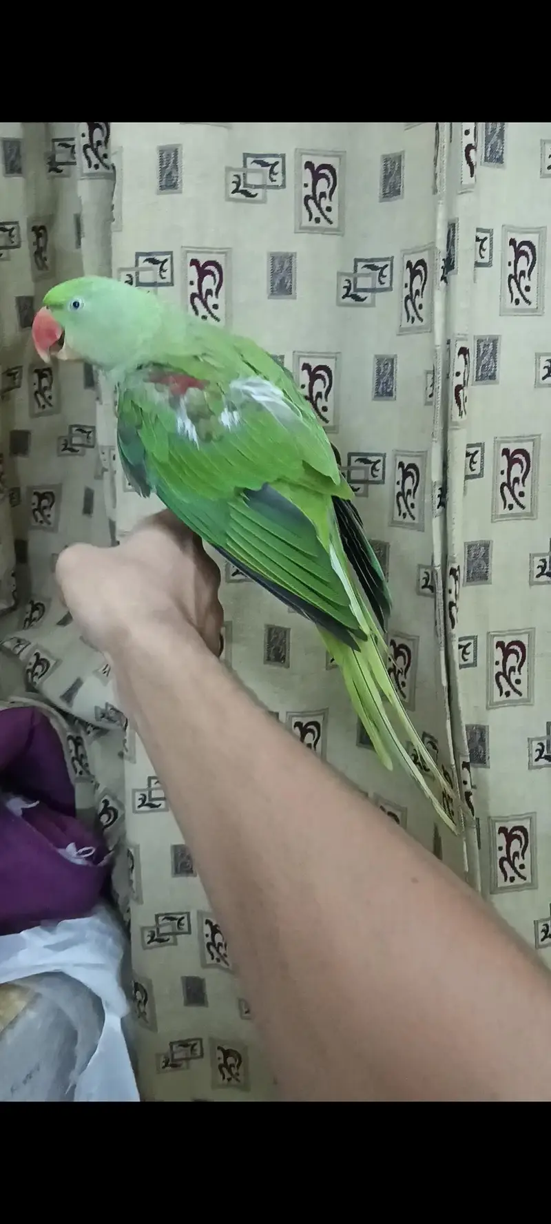 Raw parrot hand tame 03240045535 — photo 2