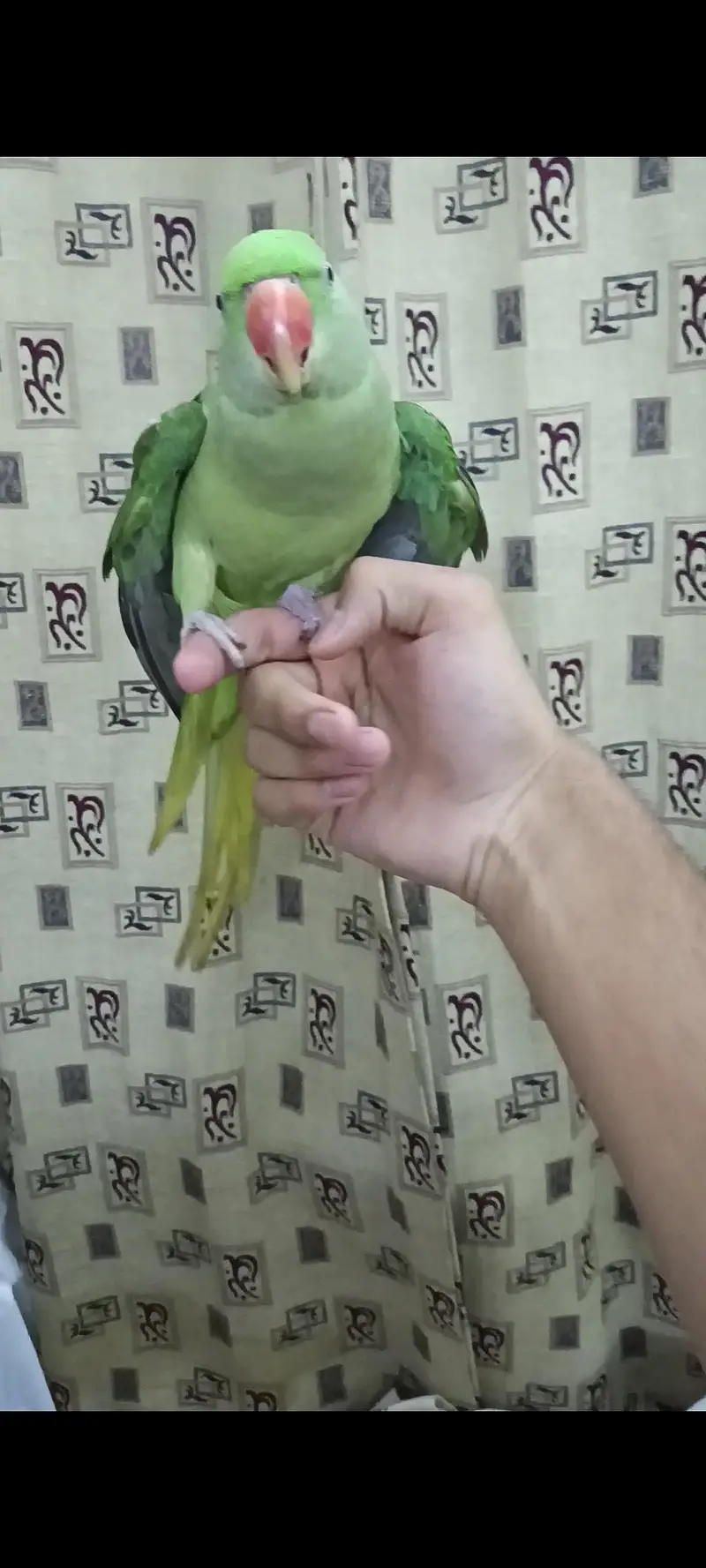 Raw parrot hand tame 03240045535 — photo 3