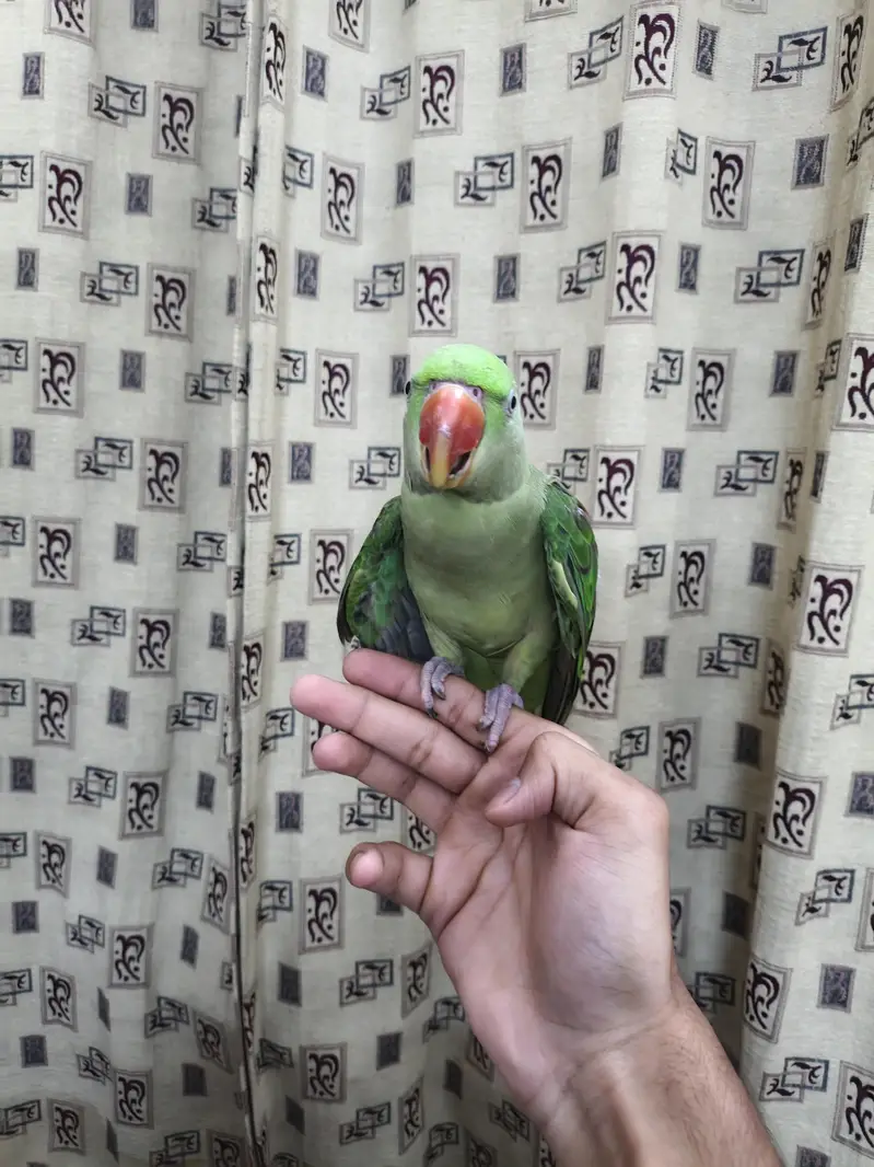 Raw parrot hand tame 03240045535 — photo 4