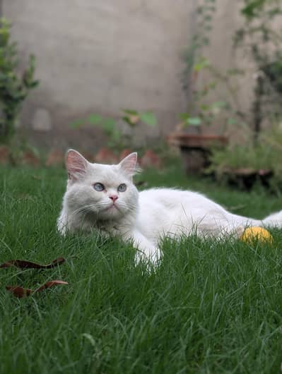 Beautiful White Persian Male Cat for Sale