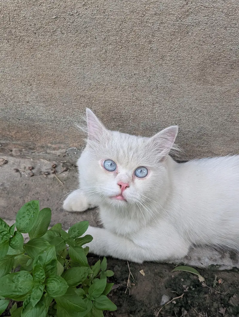 Beautiful White Persian Male Cat for Sale — photo 2