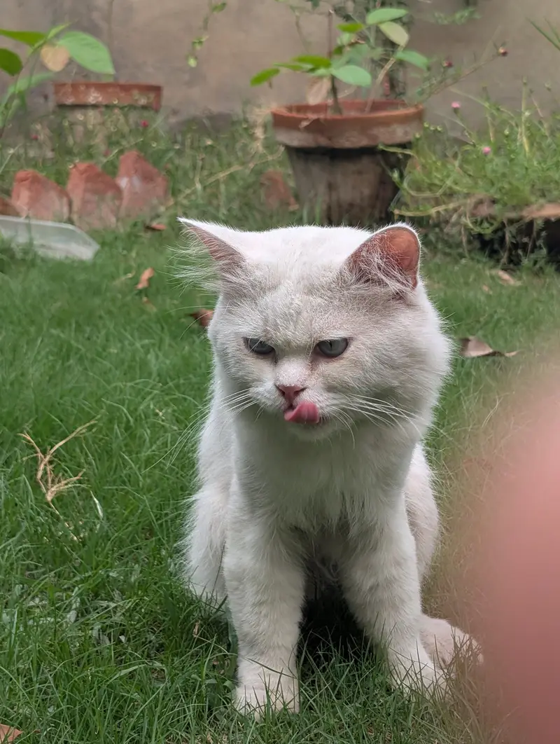 Beautiful White Persian Male Cat for Sale — photo 3
