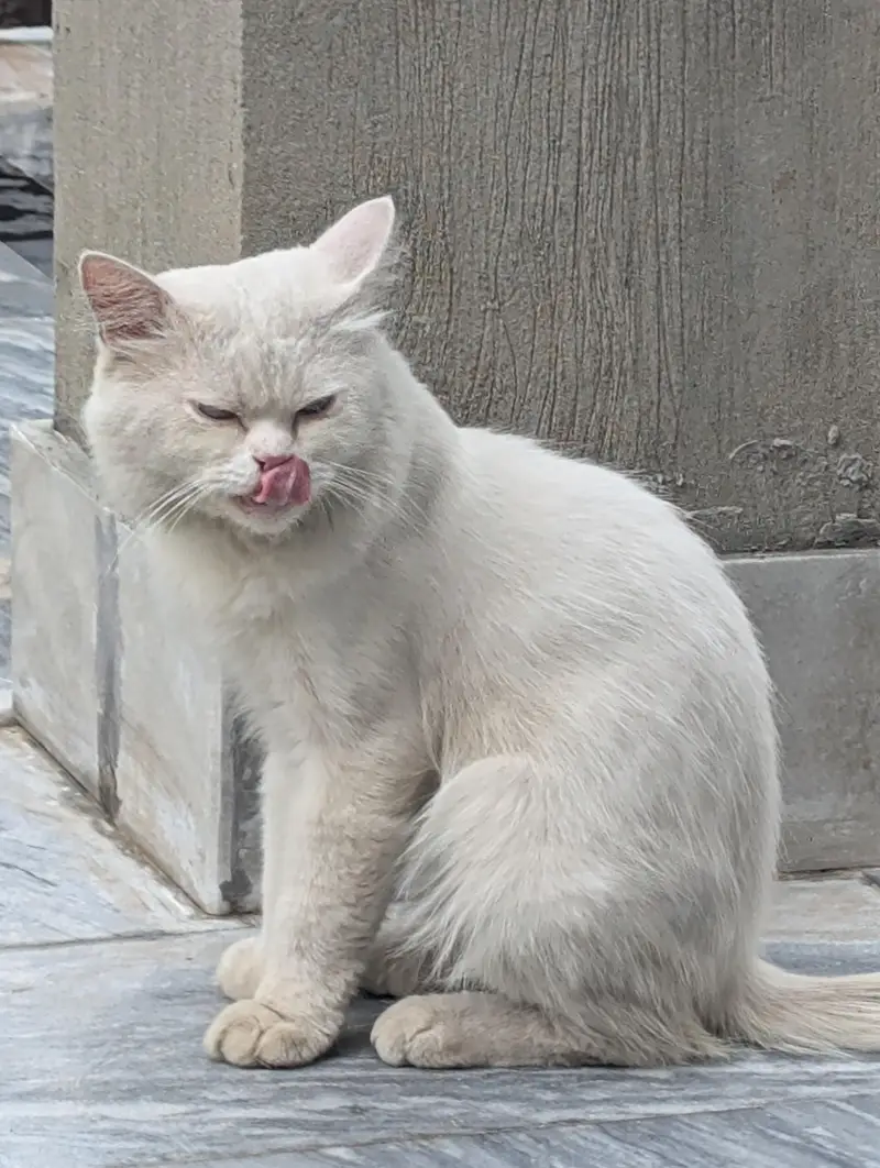 Beautiful White Persian Male Cat for Sale — photo 4