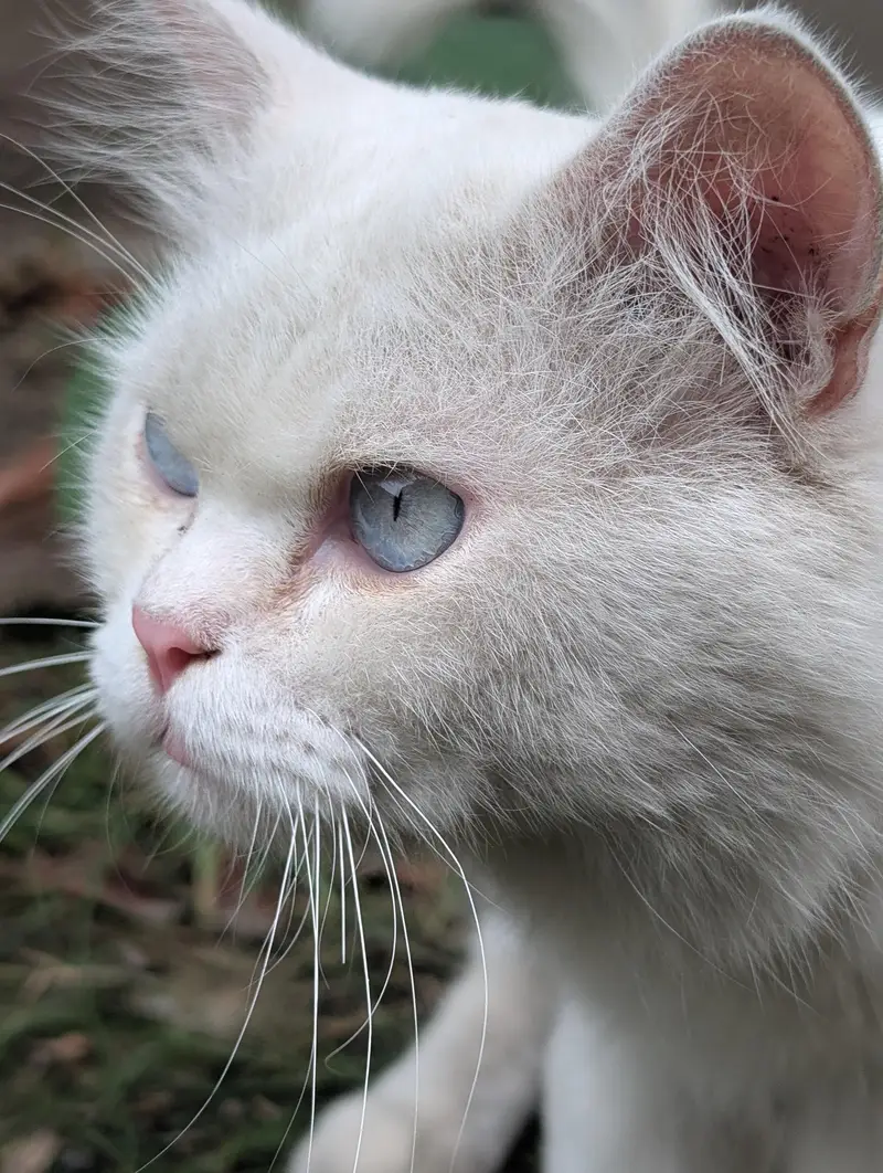 Beautiful White Persian Male Cat for Sale — photo 5