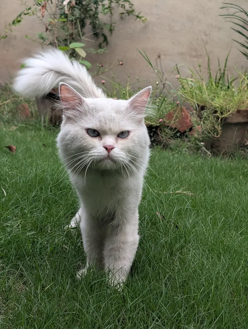 Beautiful White Persian Male Cat for Sale — photo 6