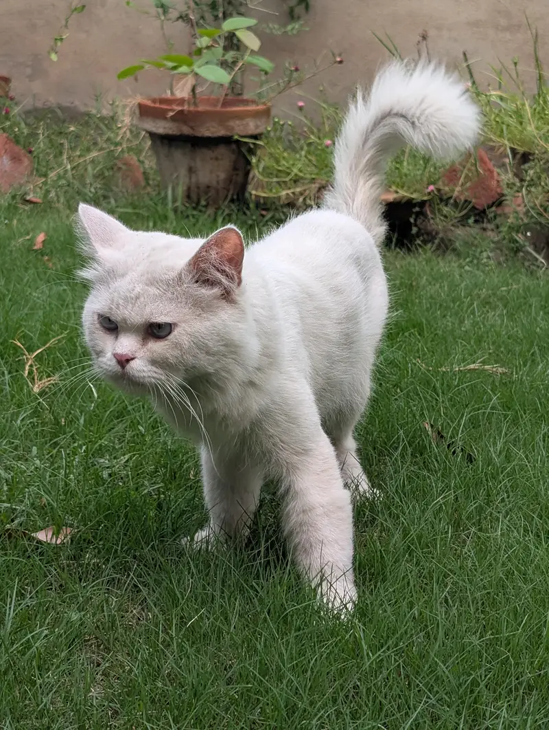 Beautiful White Persian Male Cat for Sale — photo 7