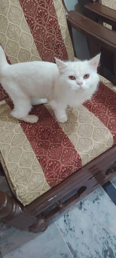 White Persian Cat