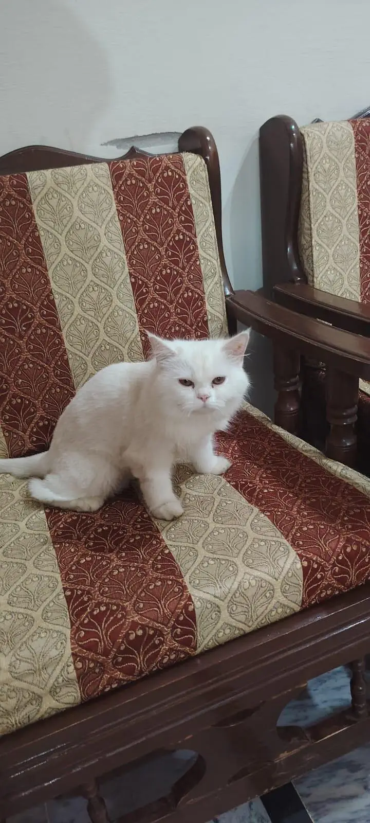 White Persian Cat — photo 2