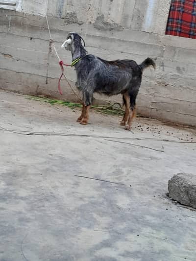 urgent sale need cash only WhatsApp 03152344578