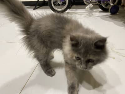 Grey kitten