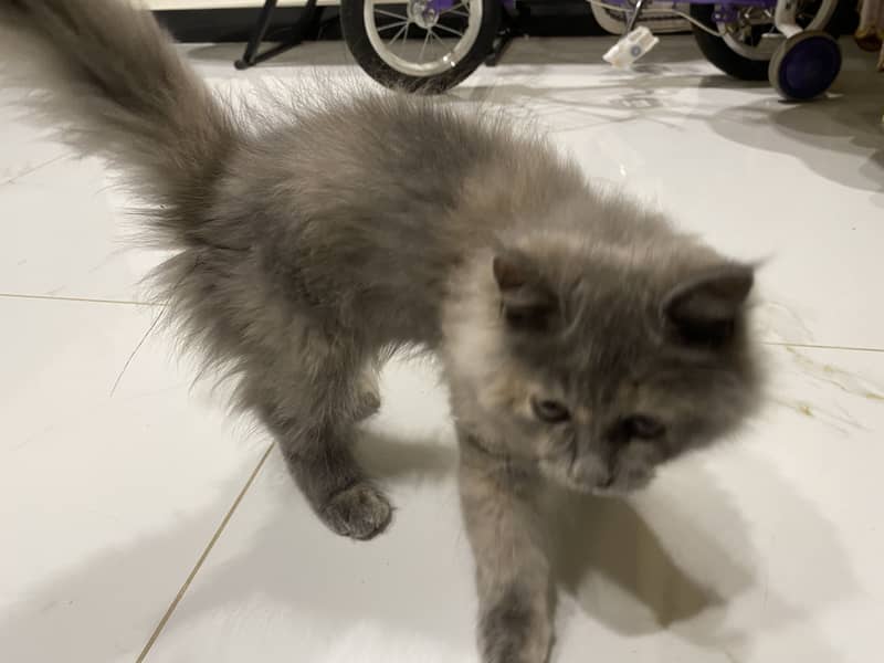 Grey kitten 0