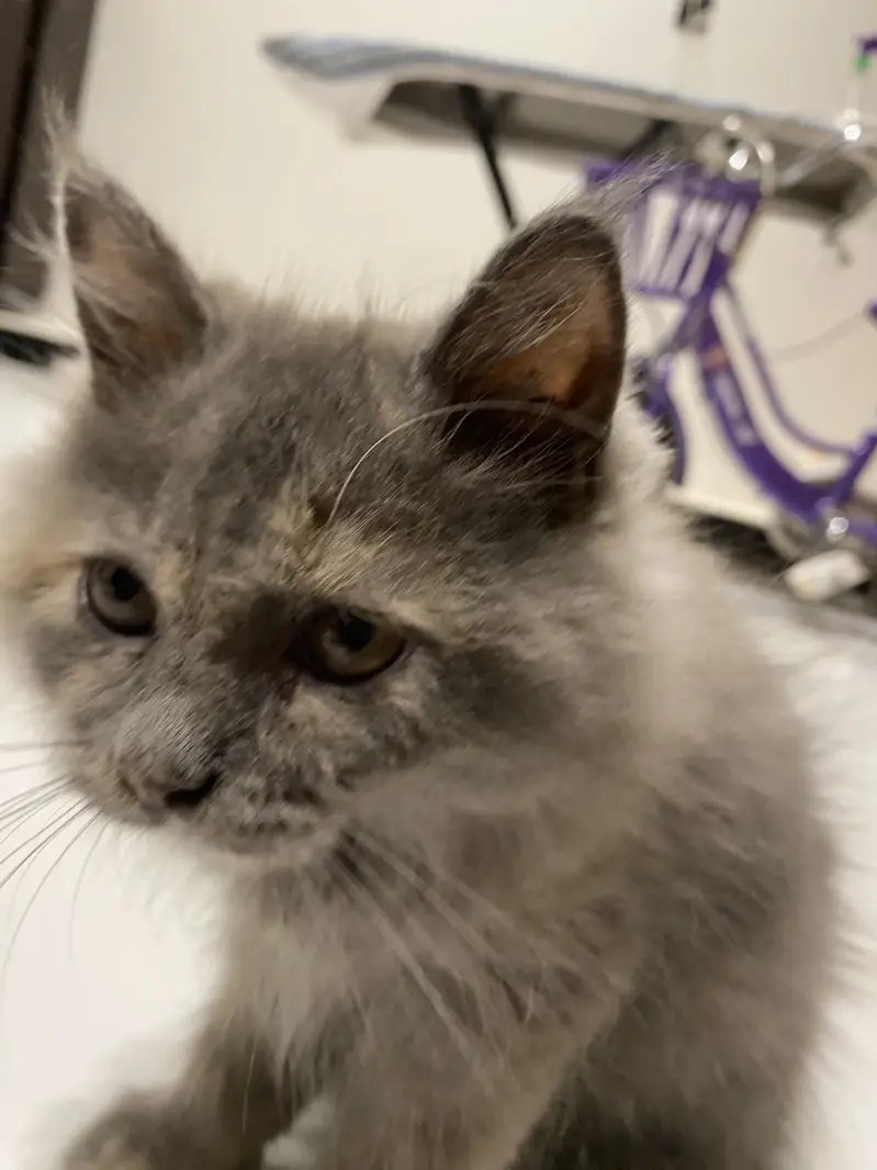 Grey kitten — photo 2