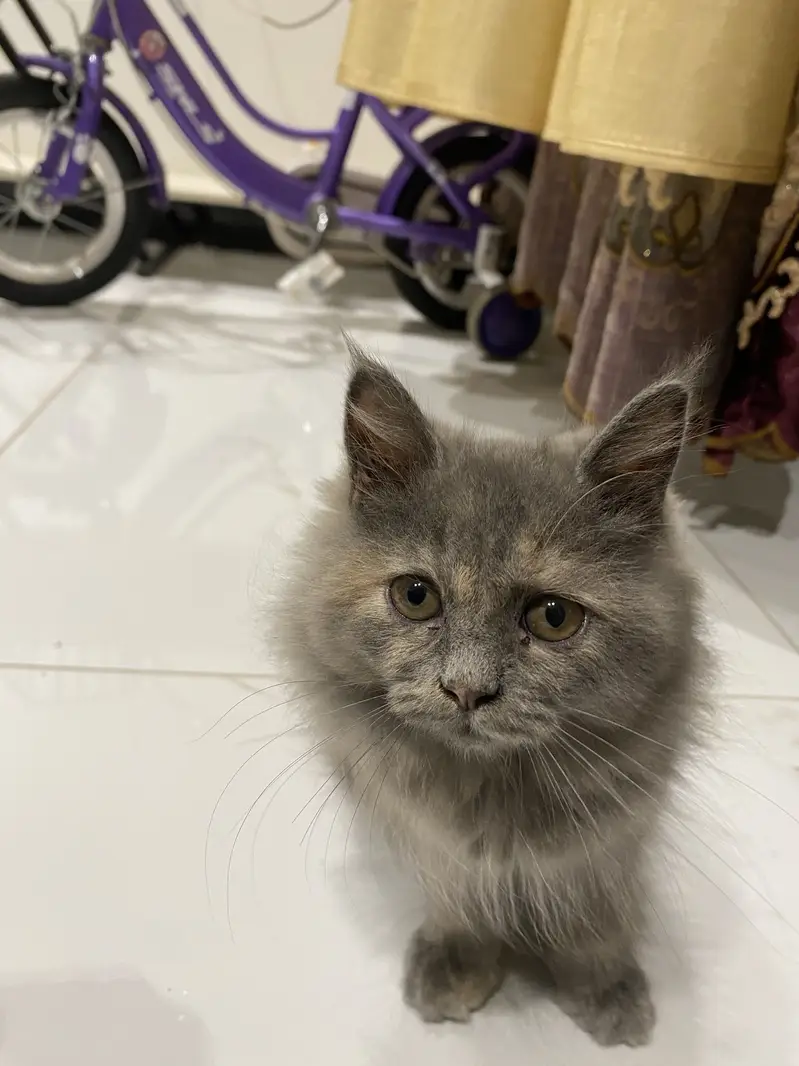 Grey kitten — photo 3