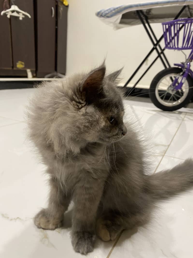 Grey kitten 3