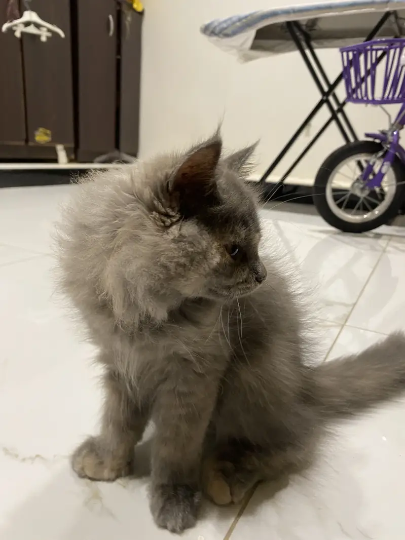 Grey kitten — photo 4