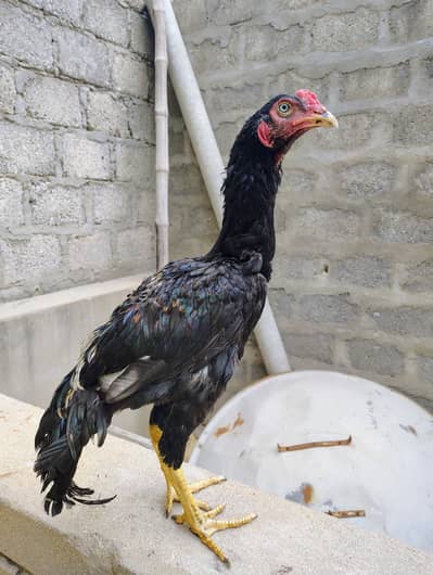 aseel murgi and phaty   Aseel Birds Sale | Home Breed & Active Birds