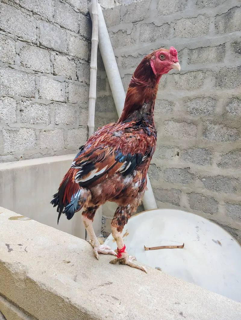 aseel murgi and phaty   Aseel Birds Sale | Home Breed & Active Birds — photo 2