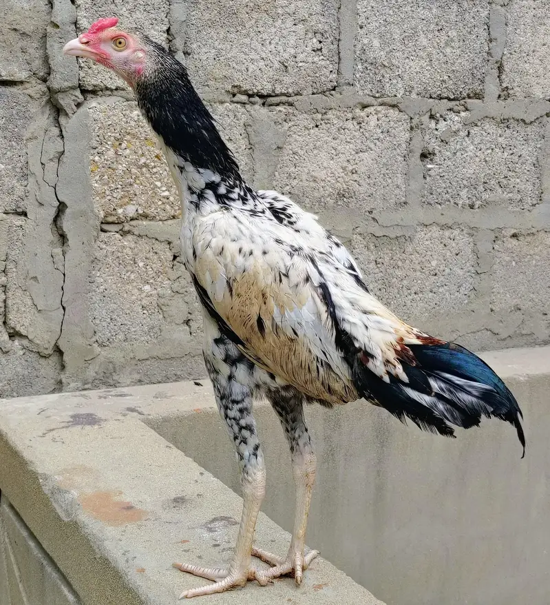 aseel murgi and phaty   Aseel Birds Sale | Home Breed & Active Birds — photo 3