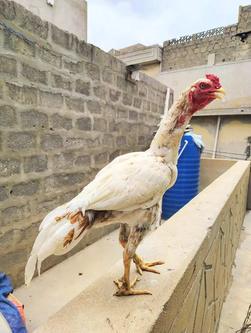aseel murgi and phaty   Aseel Birds Sale | Home Breed & Active Birds — photo 4
