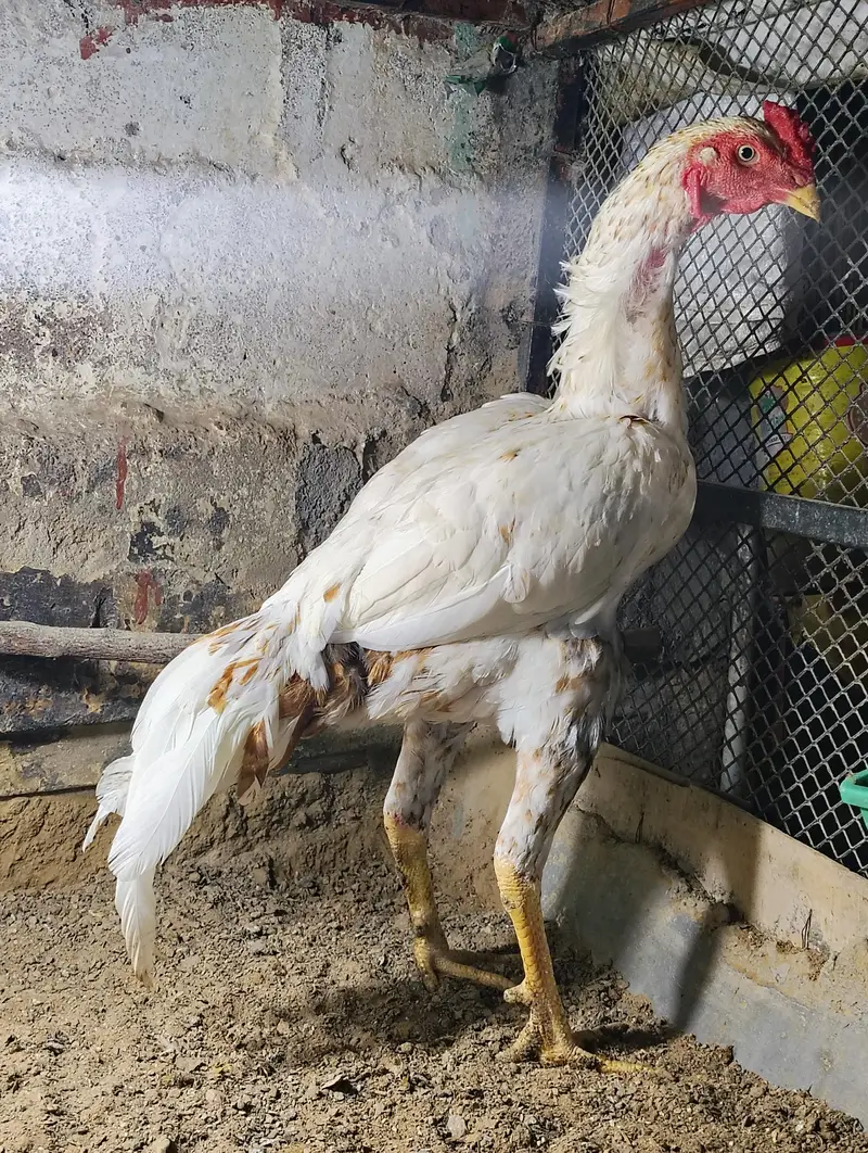aseel murgi and phaty   Aseel Birds Sale | Home Breed & Active Birds — photo 5