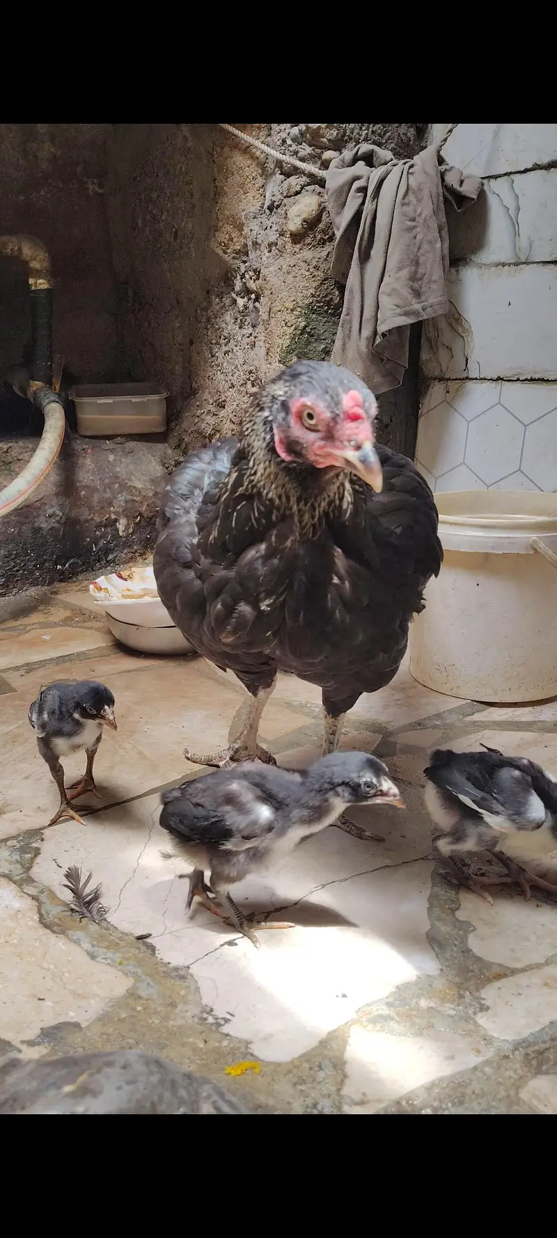 aseel murgi and phaty   Aseel Birds Sale | Home Breed & Active Birds — photo 6