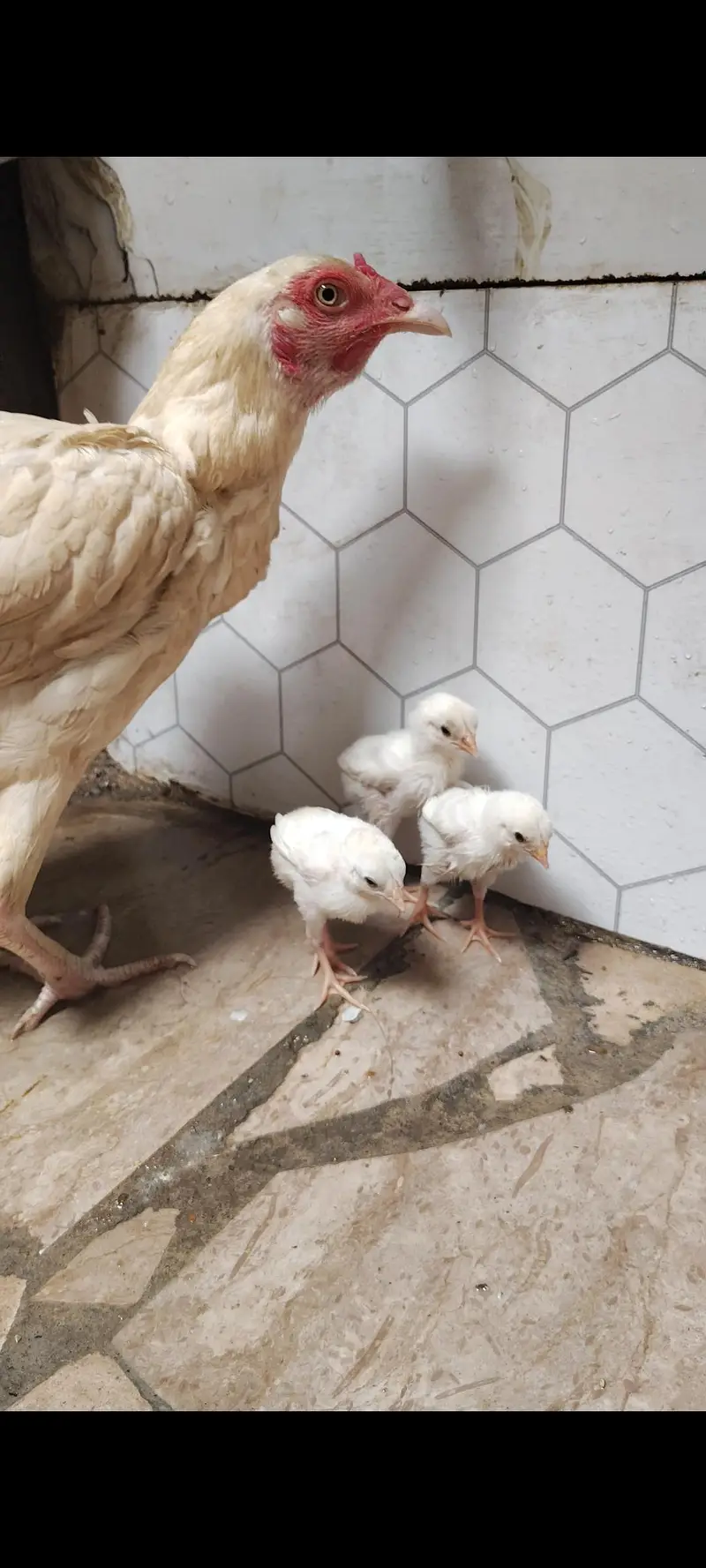 aseel murgi and phaty   Aseel Birds Sale | Home Breed & Active Birds — photo 7