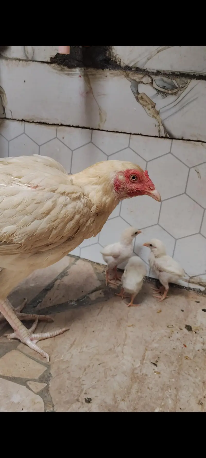 aseel murgi and phaty   Aseel Birds Sale | Home Breed & Active Birds — photo 8