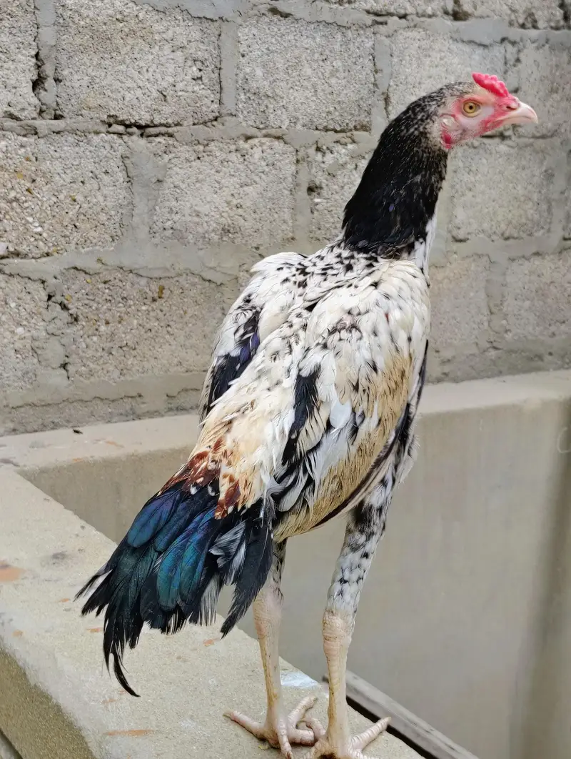 aseel murgi and phaty   Aseel Birds Sale | Home Breed & Active Birds — photo 9