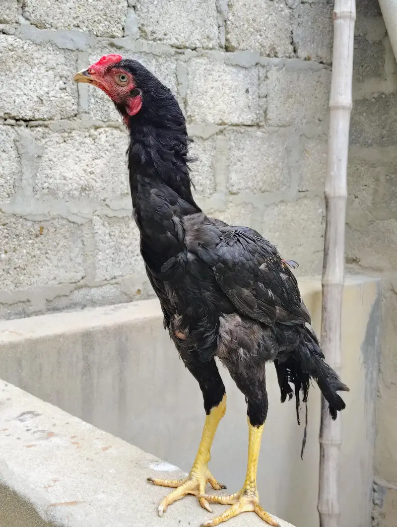 aseel murgi and phaty   Aseel Birds Sale | Home Breed & Active Birds — photo 10