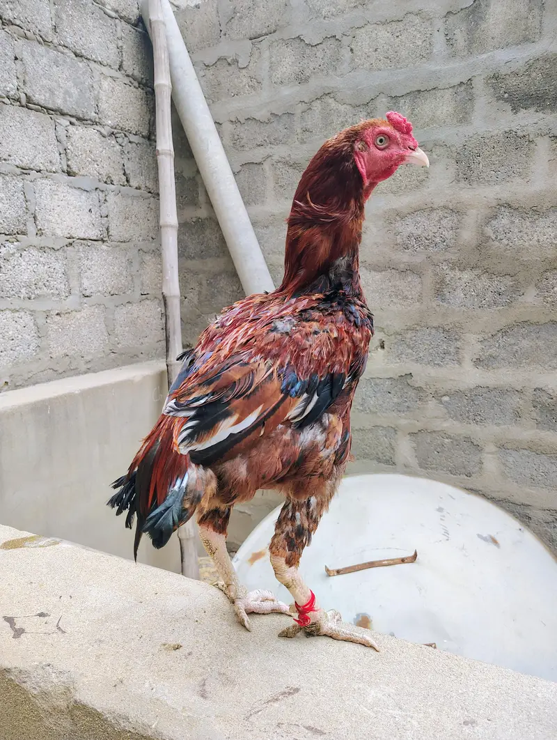 aseel murgi and phaty   Aseel Birds Sale | Home Breed & Active Birds — photo 11