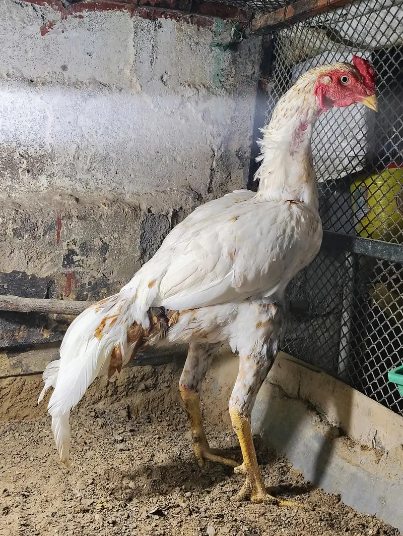 aseel murgi and phaty   Aseel Birds Sale | Home Breed & Active Birds — photo 12