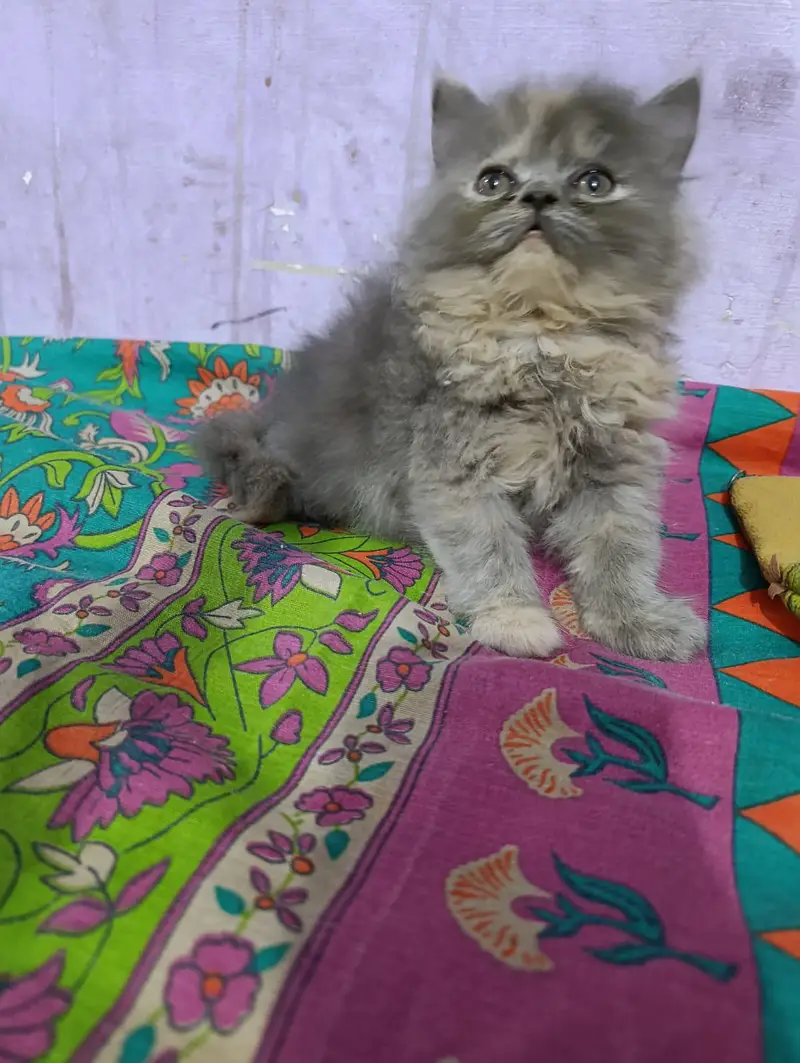 Persian Female Kitten — photo 2