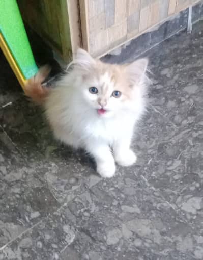 Cat persian