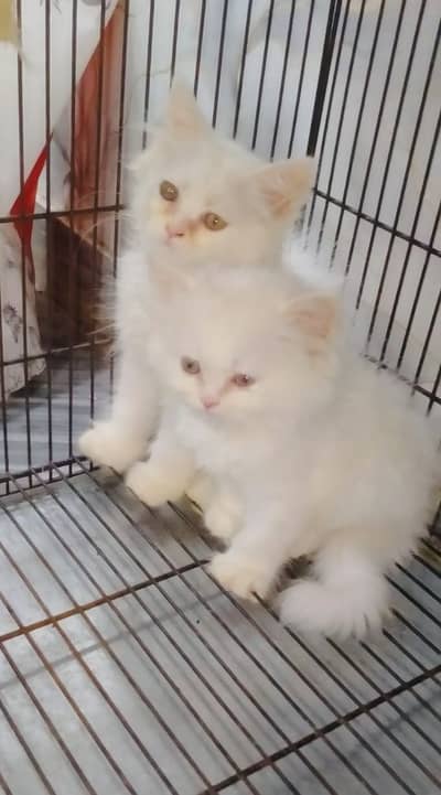 Persian Kittens