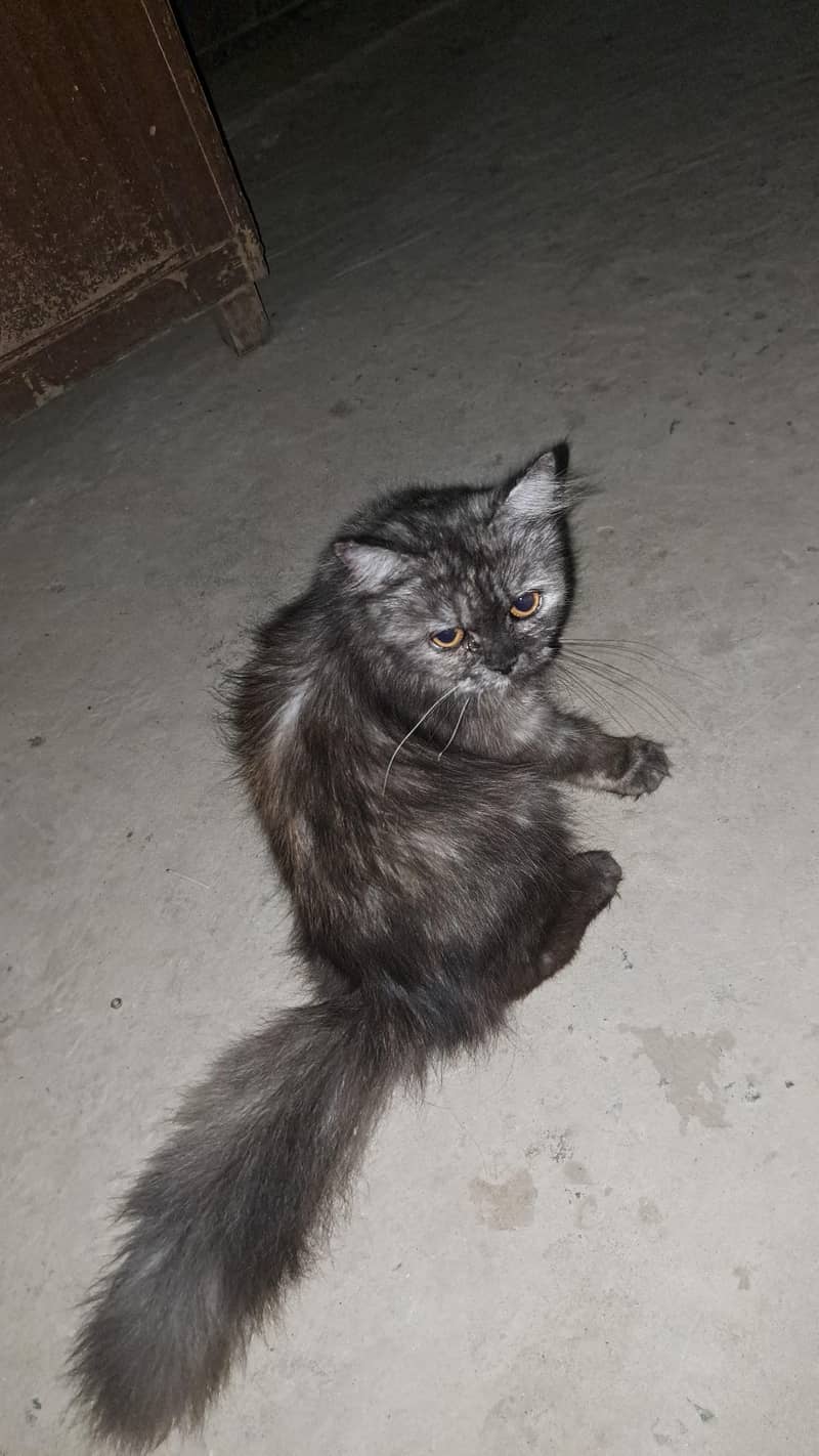 three persion cat 0