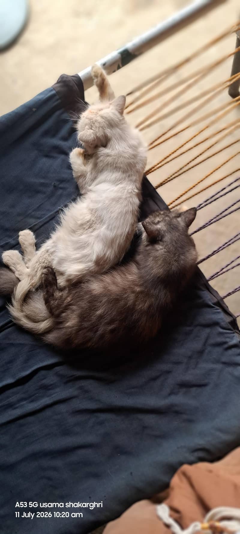 three persion cat 1