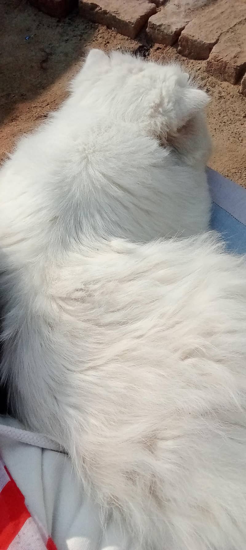 three persion cat 2