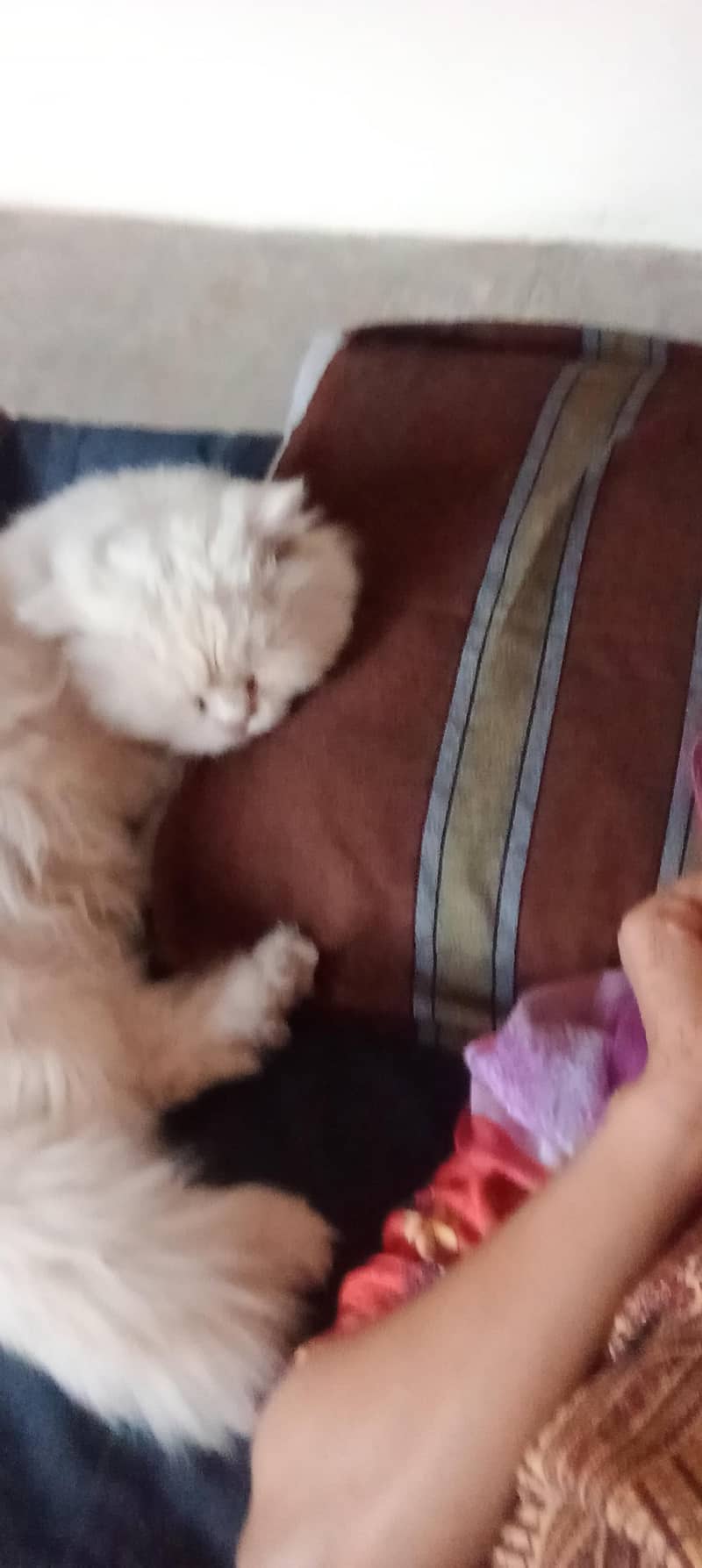 three persion cat 3