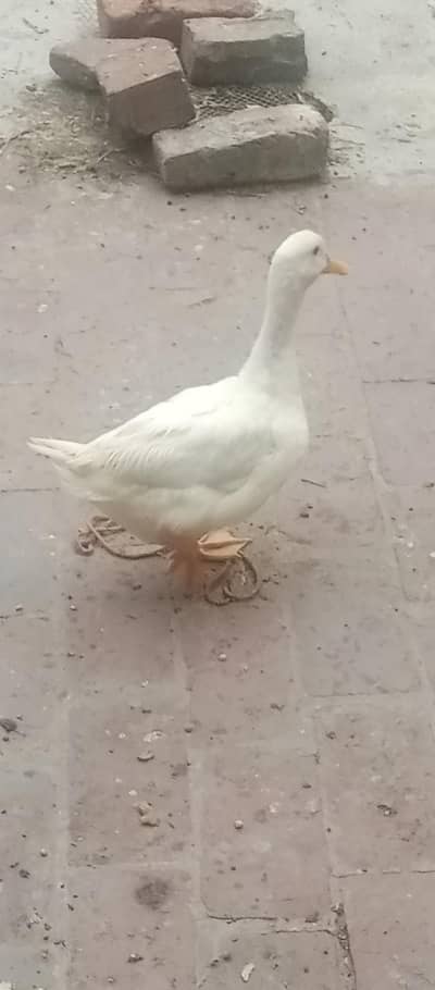Duck for sale