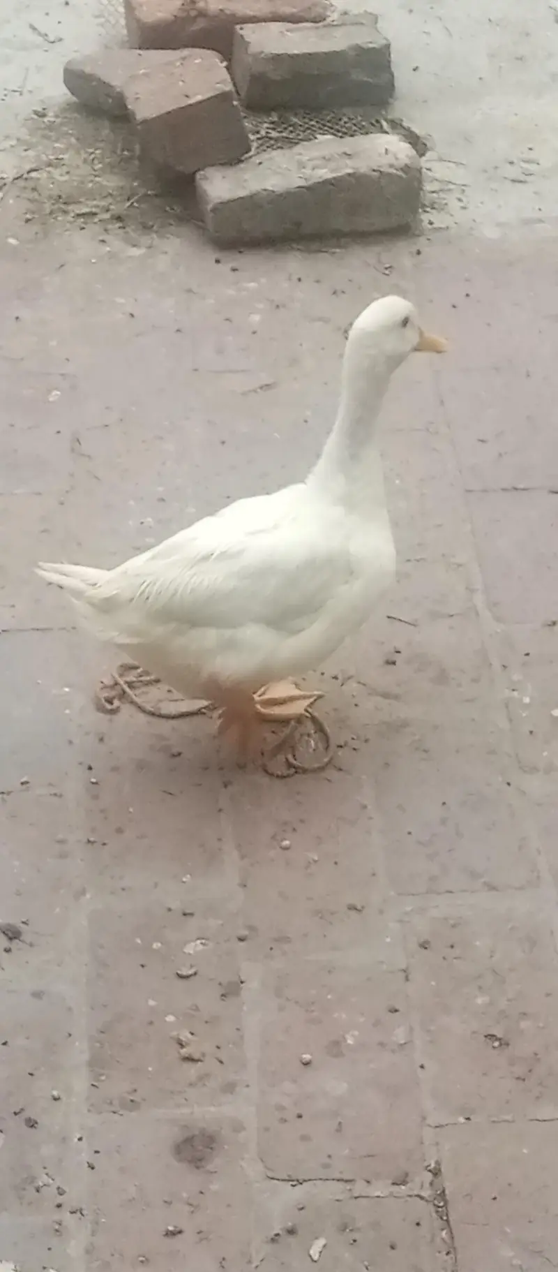 Duck for sale