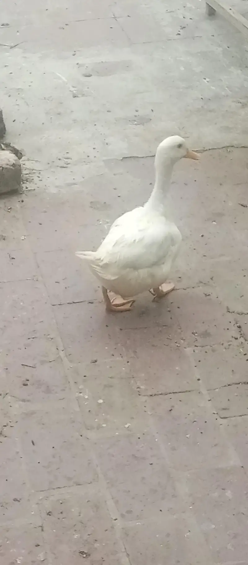 Duck for sale — photo 2