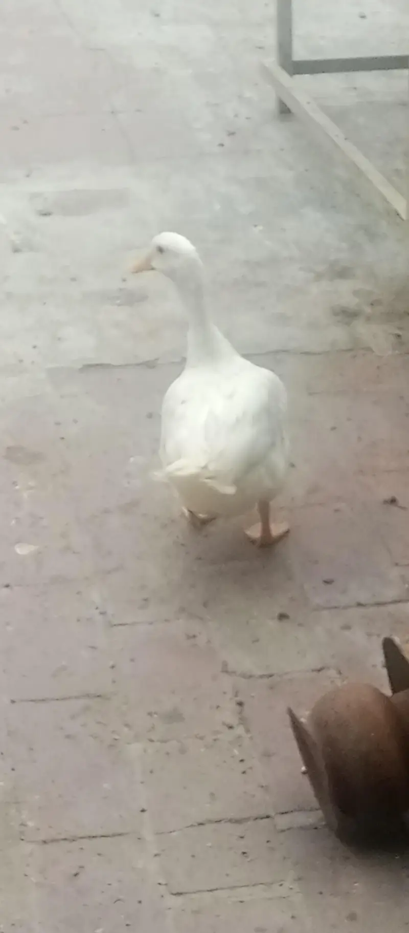 Duck for sale — photo 3