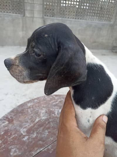pure pointer puppies available