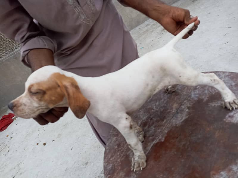 pure pointer puppies available 1
