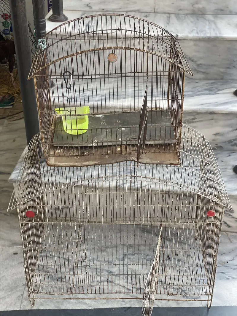 All okay cages ha