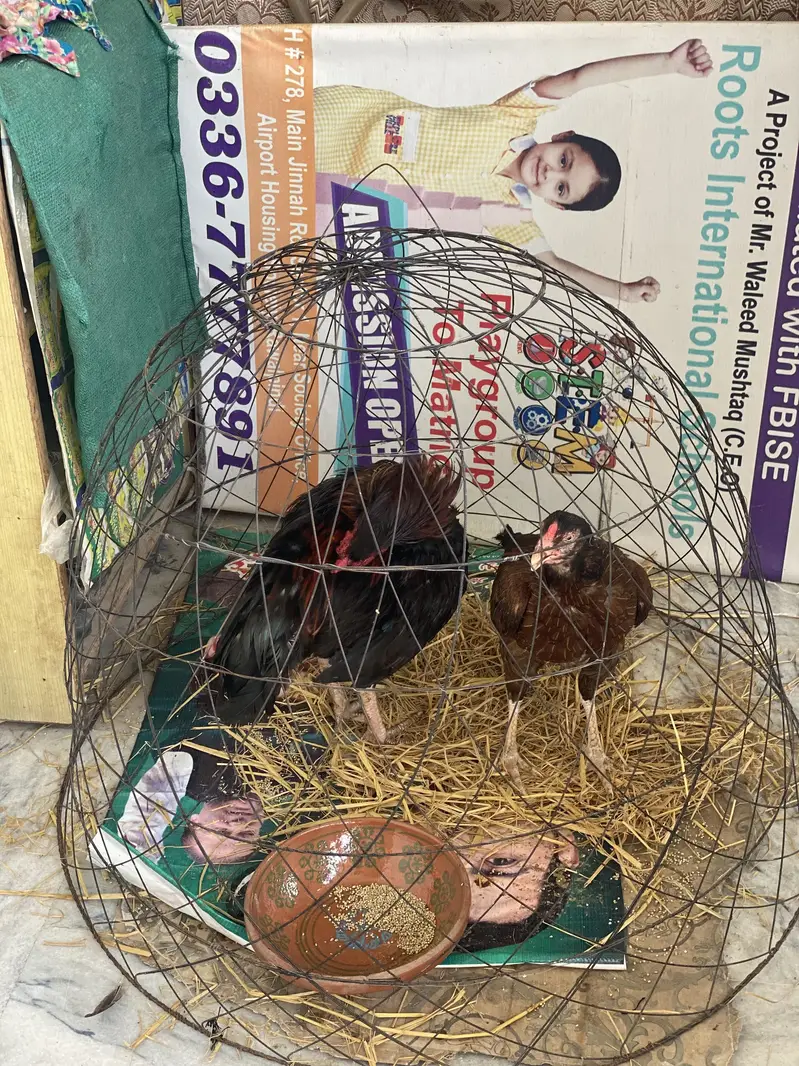 All okay cages ha — photo 3