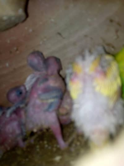 10 Pairs badgies parrots
