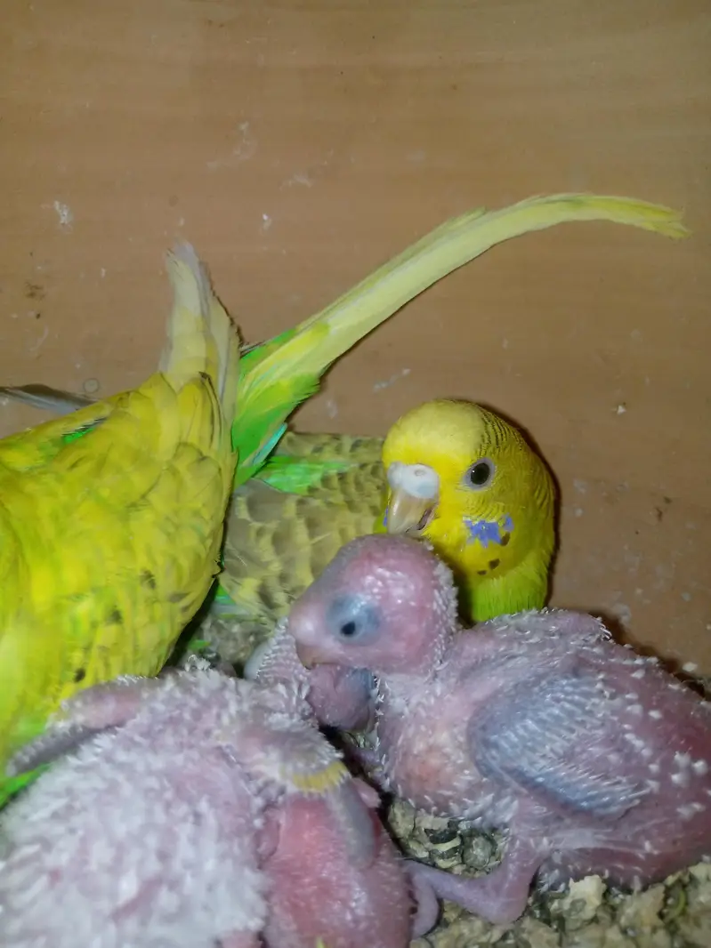 10 Pairs badgies parrots — photo 2
